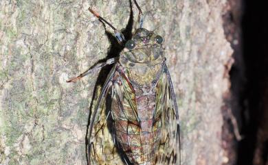 Pomponia linearis (Walker, 1850) 臺灣騷蟬