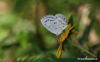 Acytolepis puspa myla Fruhstorfer, 1909 靛色琉灰蝶