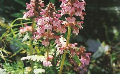 Pedicularis refracta var. transmorrisonensis (Hayata) Hurus. 馬先蒿