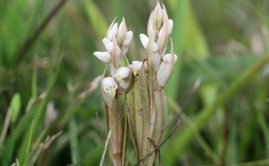 Zeuxine strateumatica var. strateumatica (L.) Schltr. 線柱蘭