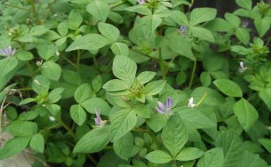 Cleome rutidosperma DC. 平伏莖白花菜