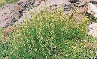 Artemisia morrisonensis 細葉山艾