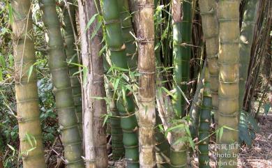 Bambusa ventricosa McClure 佛竹