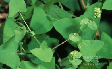 Persicaria perfoliata 扛板歸