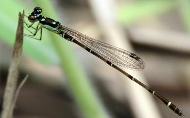 Mortonagrion hirosei (Asahina,1972) 四斑細蟌