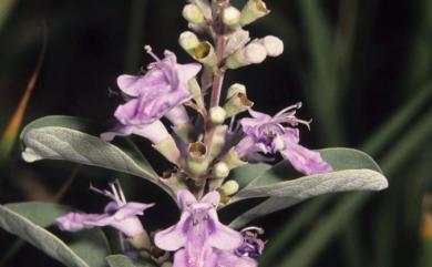 Vitex rotundifolia L.f. 海埔姜