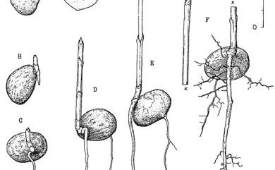 Garcinia subelliptica 菲島福木