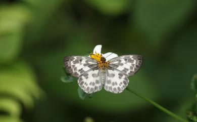 Abraximorpha davidii ermasis Fruhstorfer, 1914 白弄蝶