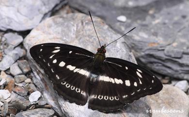 Limenitis asura baelia (Fruhstorfer, 1908) 白圈線蛺蝶