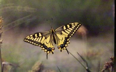 Papilio machaon sylvinus Hemming, 1933 黃鳳蝶