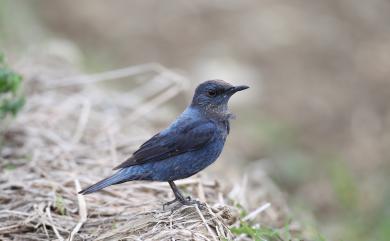 Monticola solitarius pandoo (Sykes, 1832) 藍磯鶇(藍腹亞種)