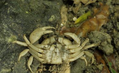 Geothelphusa albogilva Shy, Ng & Yu, 1994 黃灰澤蟹