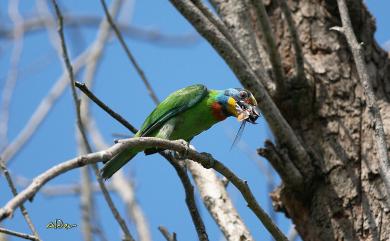 Psilopogon nuchalis (Gould, 1863) 五色鳥