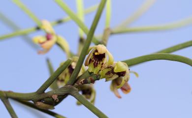 Luisia teres (Thunb.) Blume 金釵蘭