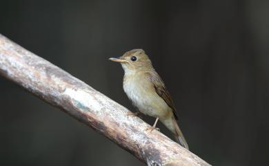 Cyornis brunneatus (Slater, 1897) 白喉林鶲