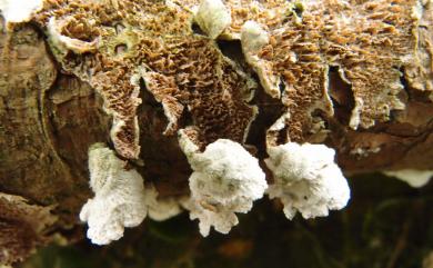 Trichaptum fuscoviolaceum (Ehrenberg) Ryvarden 褐紫附毛菌