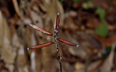 Lecanorchis trachycaula Ohwi 糙莖皿蘭