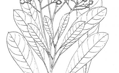Photinia serratifolia var. ardisiifolia (Hayata) H.Ohashi 臺東石楠