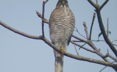 Accipiter virgatus fuscipectus 松雀鷹