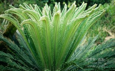 Cycas revoluta 蘇鐵