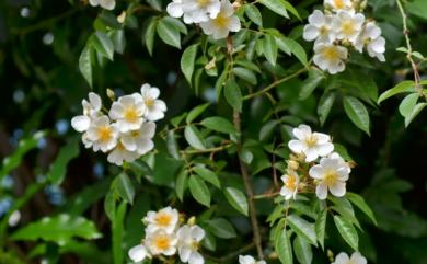 Rosa sambucina Koidz. 山薔薇