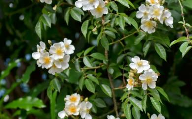 Rosa sambucina 山薔薇