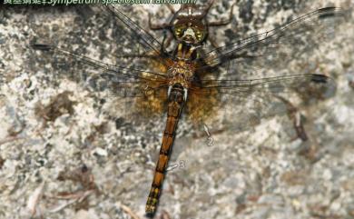 Sympetrum speciosum Oguma, 1915 黃基蜻蜓