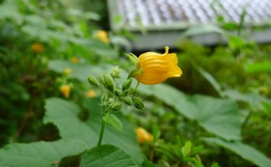 Thladiantha nudiflora Hemsl. 青牛膽