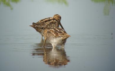 Gallinago gallinago gallinago (Linnaeus, 1758) 田鷸