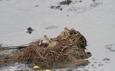 Himantopus himantopus (Linnaeus, 1758) 高蹺鴴