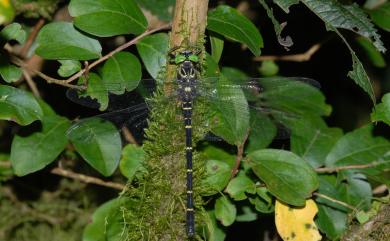 Chlorogomphus brevistigma Oguma, 1926 短痣勾蜓