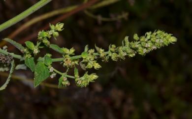 Hyptis pectinata 櫛穗香苦草