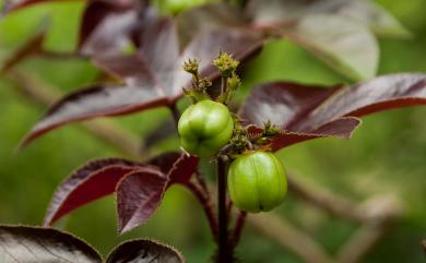 Jatropha gossypiifolia var. elegans (Pohl) Müll.Arg. 紅葉麻瘋樹