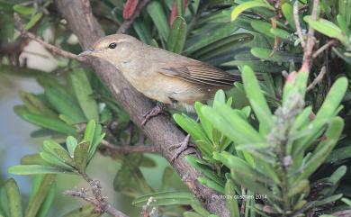 Horornis diphone cantans (Temminck & Schlegel, 1847) 日本樹鶯(日本亞種)