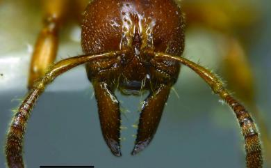 Centromyrmex feae Emery, 1889 菲氏盲針蟻