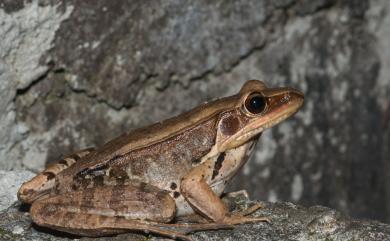 Hylarana guentheri (Boulenger, 1882) 貢德氏赤蛙