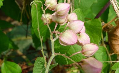 Antigonon leptopus Hook. & Arn. 珊瑚藤