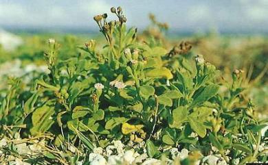 Vernonia maritima 濱斑鳩菊