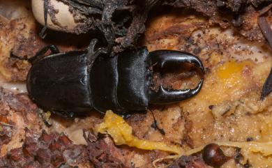 Dorcus titanus sika (Kriesche, 1920) 臺灣扁鍬形蟲