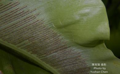 Asplenium nidus L. 臺灣山蘇花