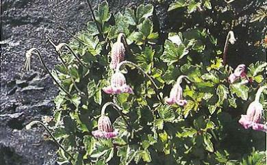 Clematis tsugetorum 高山鐵線蓮