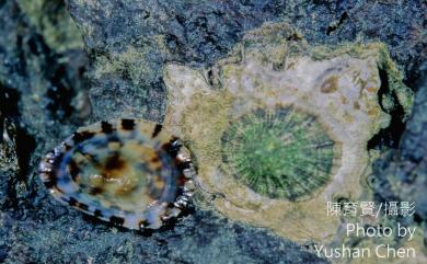 Collisella heroldi heroldi (Dunker, 1861) 花邊青螺