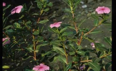 Catharanthus roseus (L.) G. Don 長春花