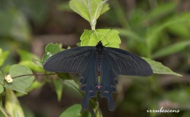 Byasa confusus mansonensis (Fruhstorfer, 1901) 麝鳳蝶