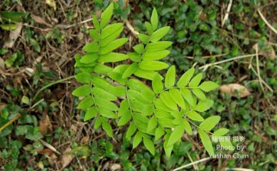 Osmunda japonica 紫萁