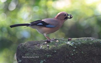 Garrulus glandarius taivanus Gould, 1863 松鴉