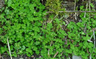 Chrysosplenium hebetatum Ohwi 大武貓兒眼睛草