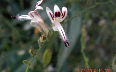 Andrographis paniculata (Burm. f.) Wall. 穿心蓮