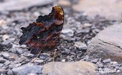Kaniska canace drilon (Fruhstorfer, 1908) 琉璃蛺蝶