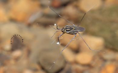 Metrocoris esakii Chen & Nieser, 1993 江崎氏闊黽蝽